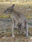 Wallaby Joey.JPG (125 KB)